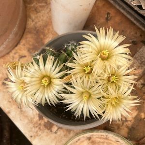 HEY FELLOW POSHERS!!!